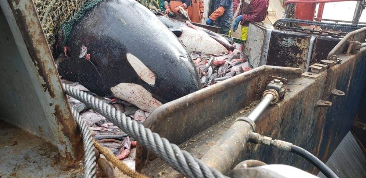 Social Media Post Alleges Orcas Caught in Alaska Trawler Bycatch