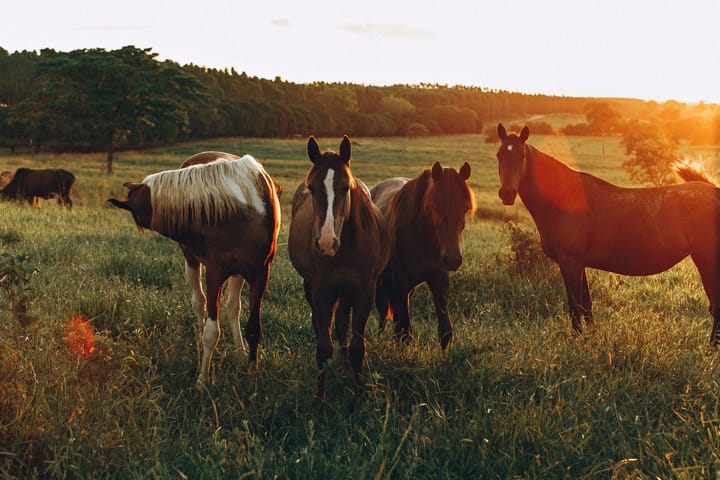 "You are not a horse. You are not a cow. Seriously y'all. Stop it."